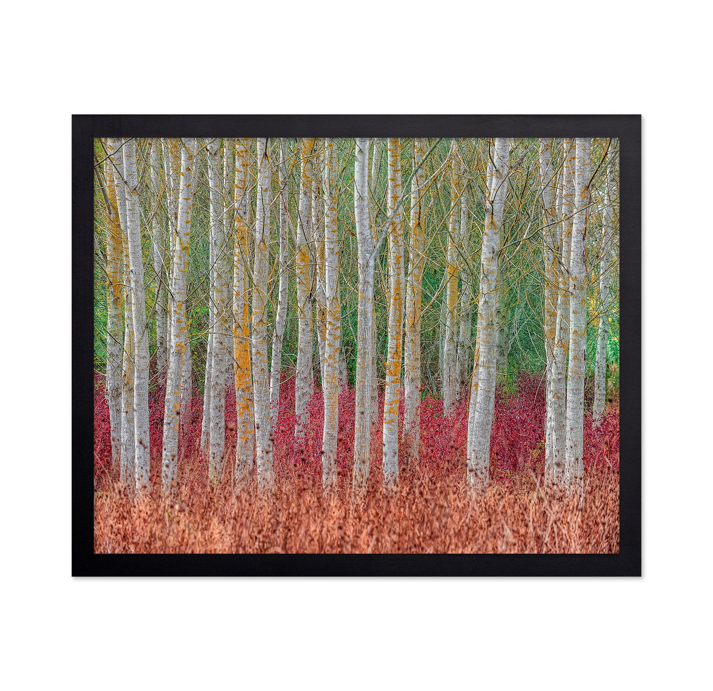 Birch Forest