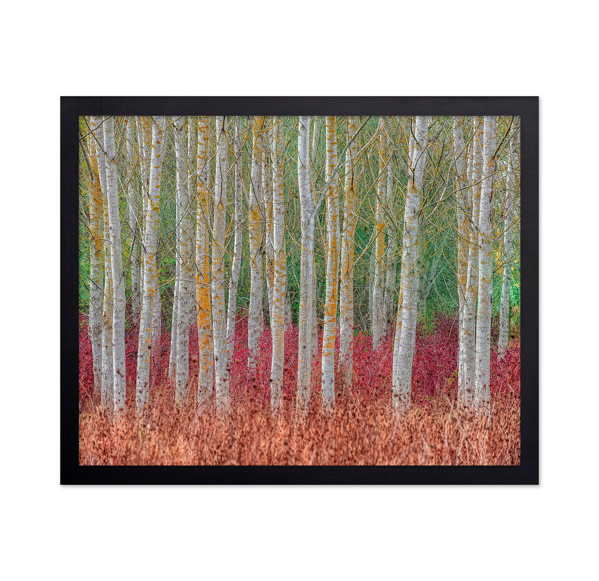 Birch Forest