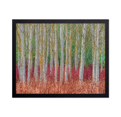 Birch Forest
