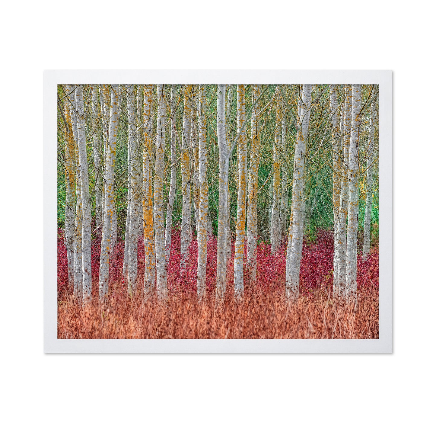 Birch Forest