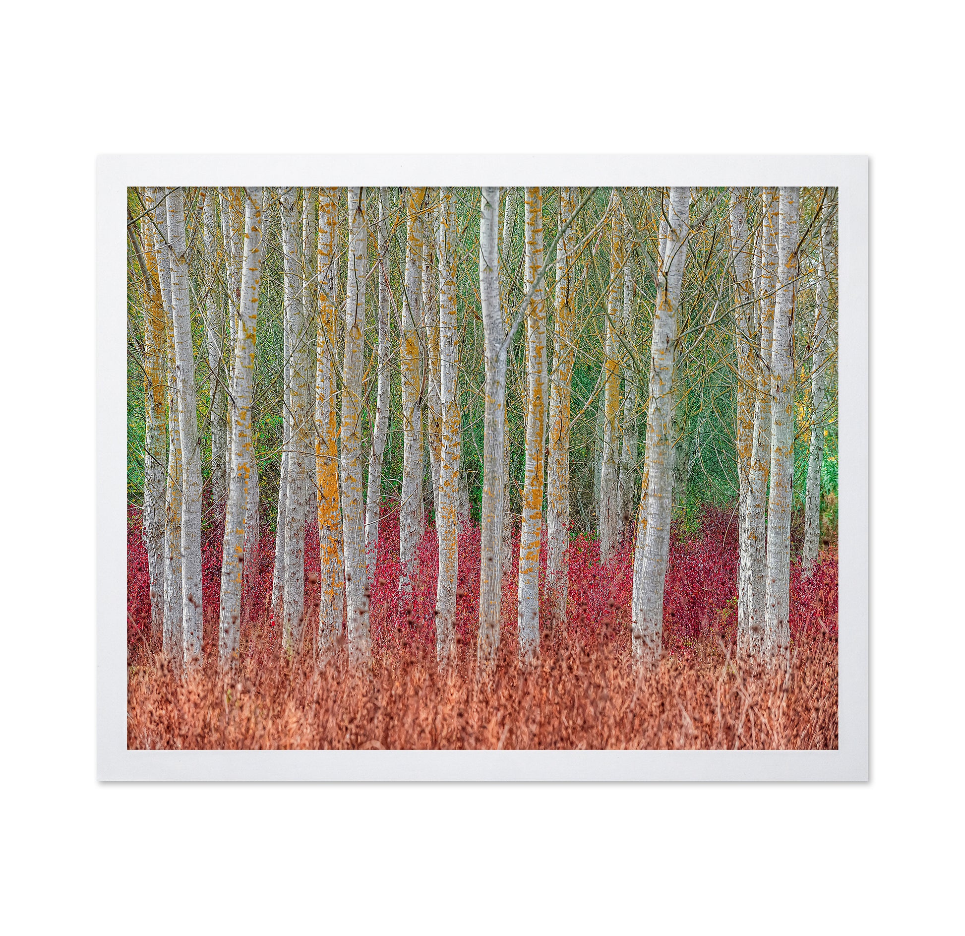 Birch Forest