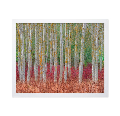 Birch Forest