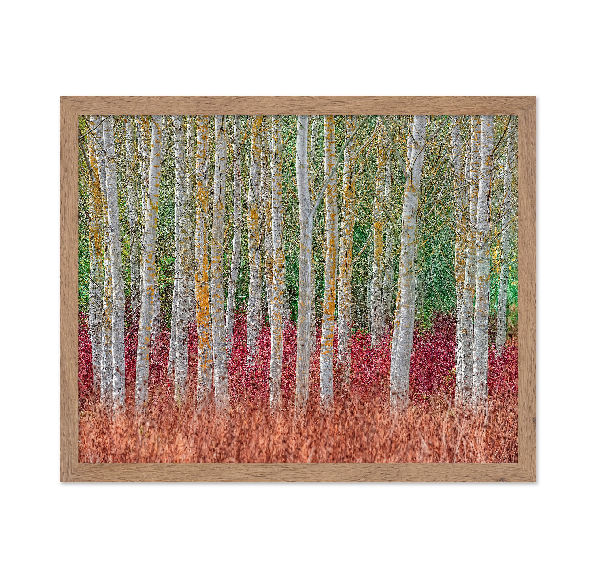 Birch Forest