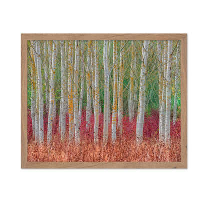 Birch Forest