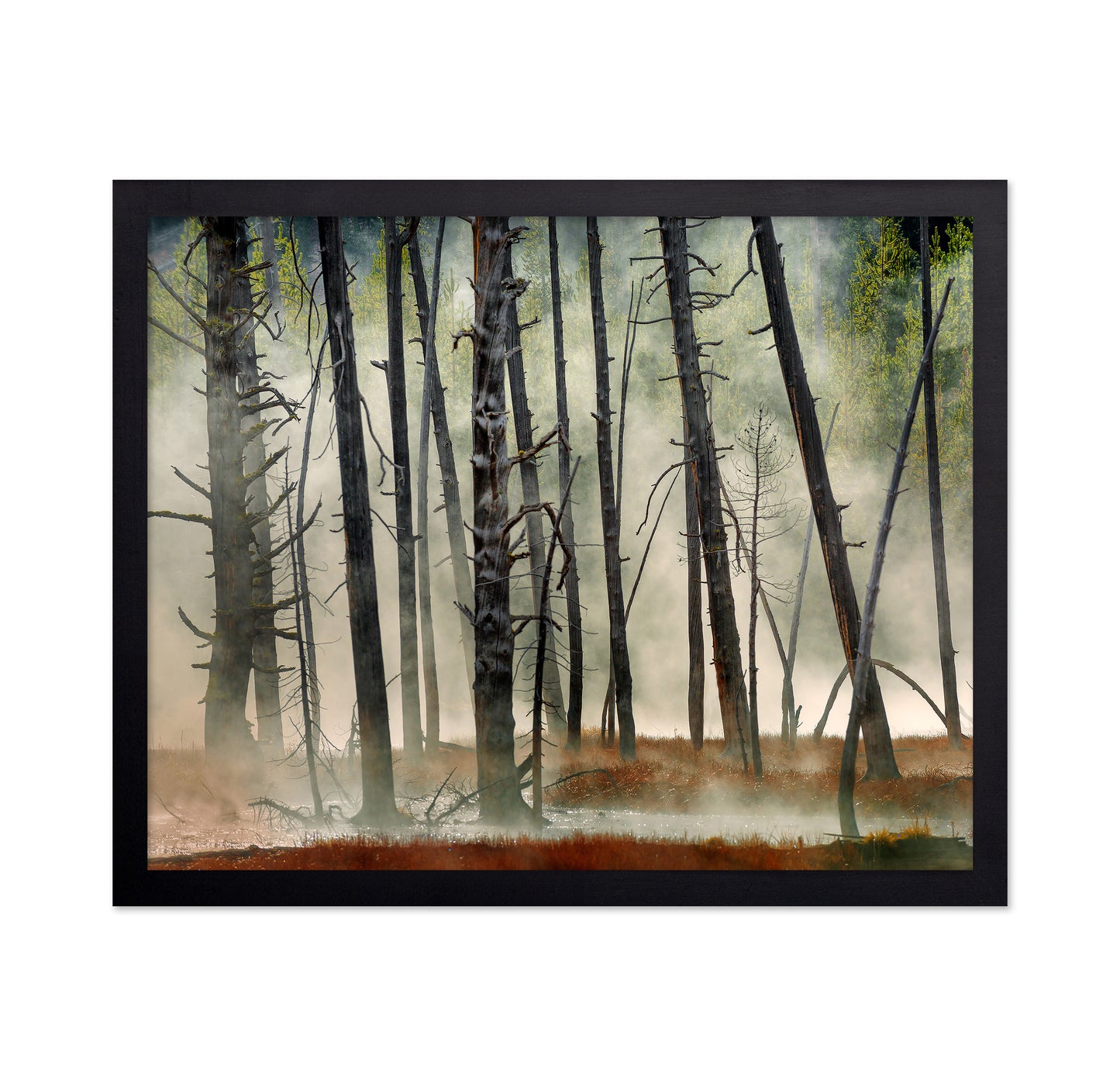 Dead Wood