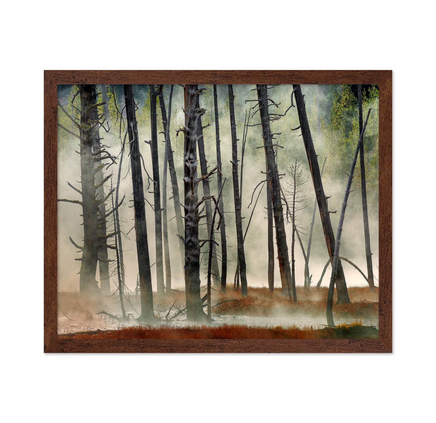 Dead Wood