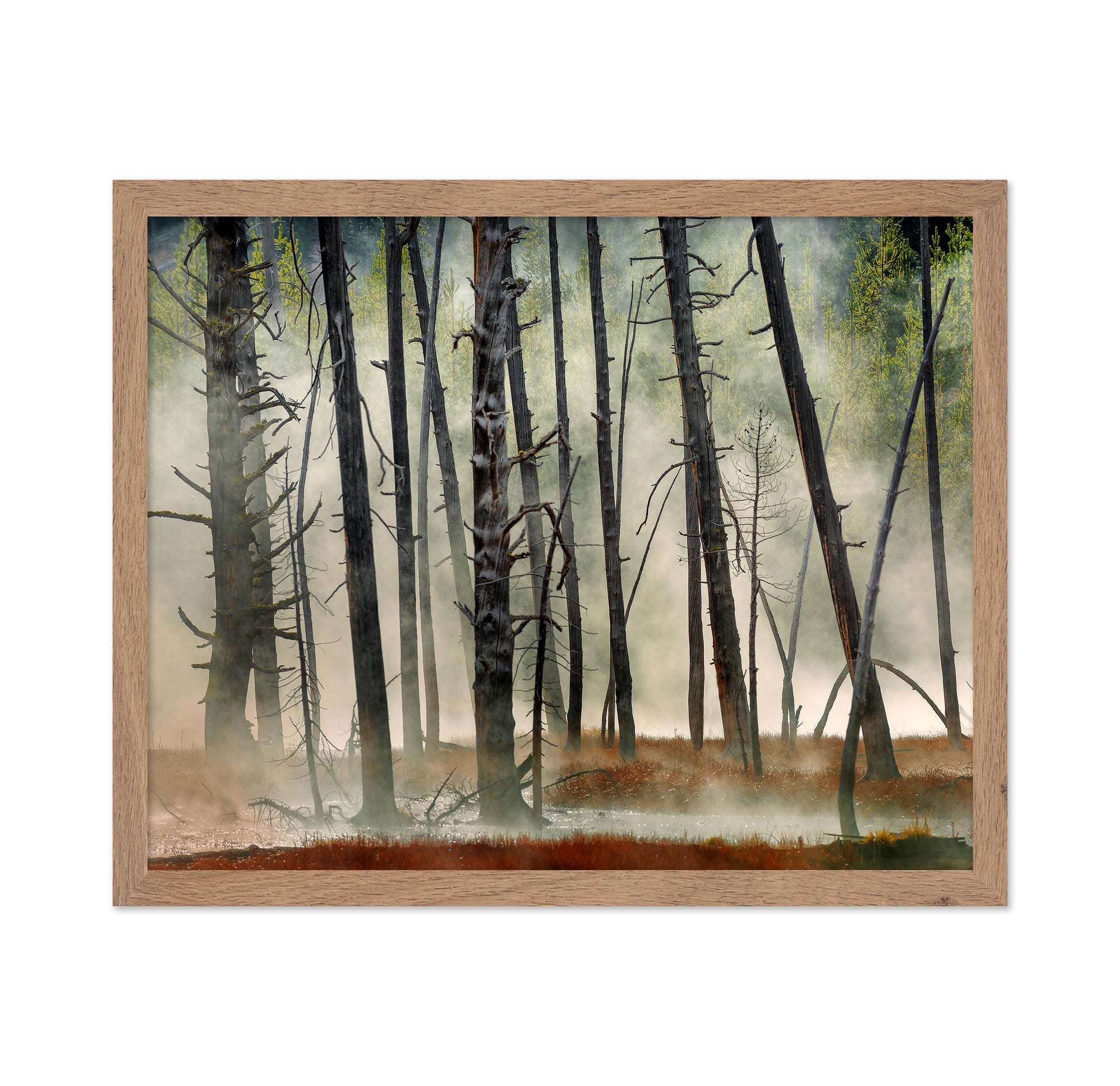 Dead Wood