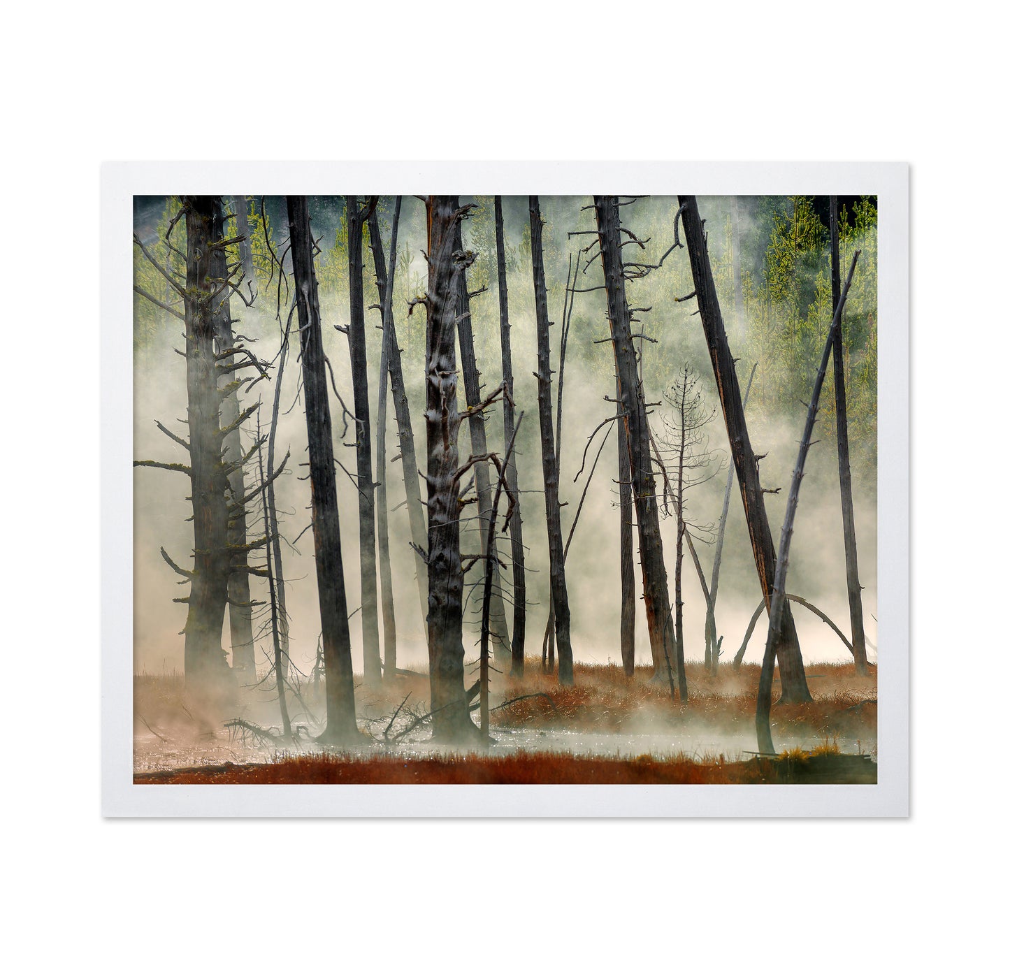 Dead Wood