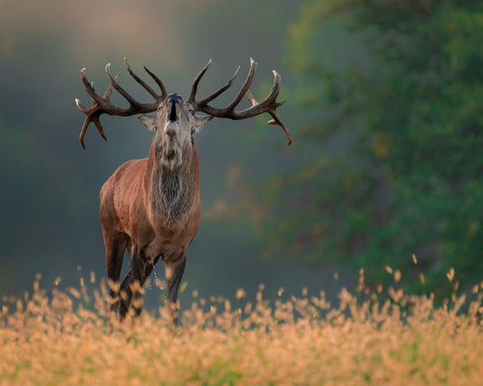 Deer wedding Song