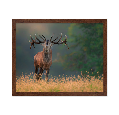Deer wedding Song