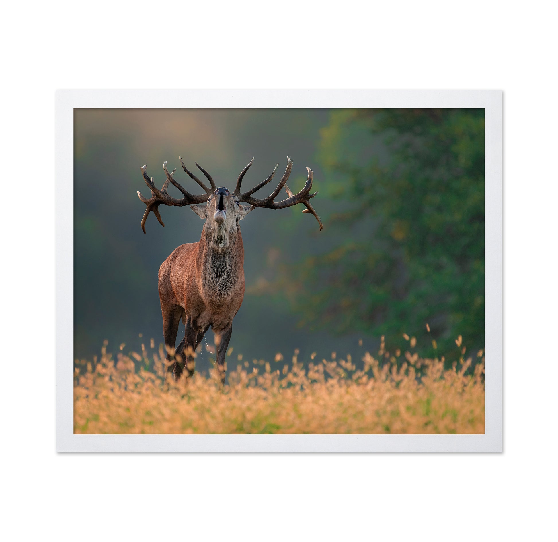Deer wedding Song