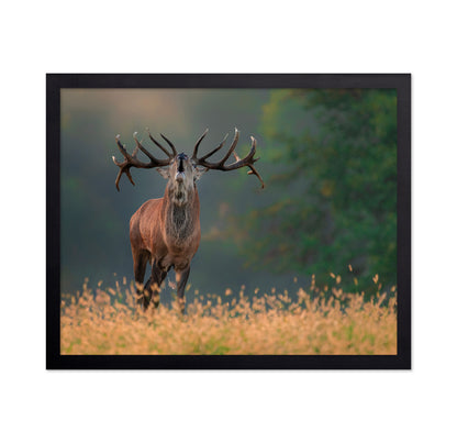 Deer wedding Song