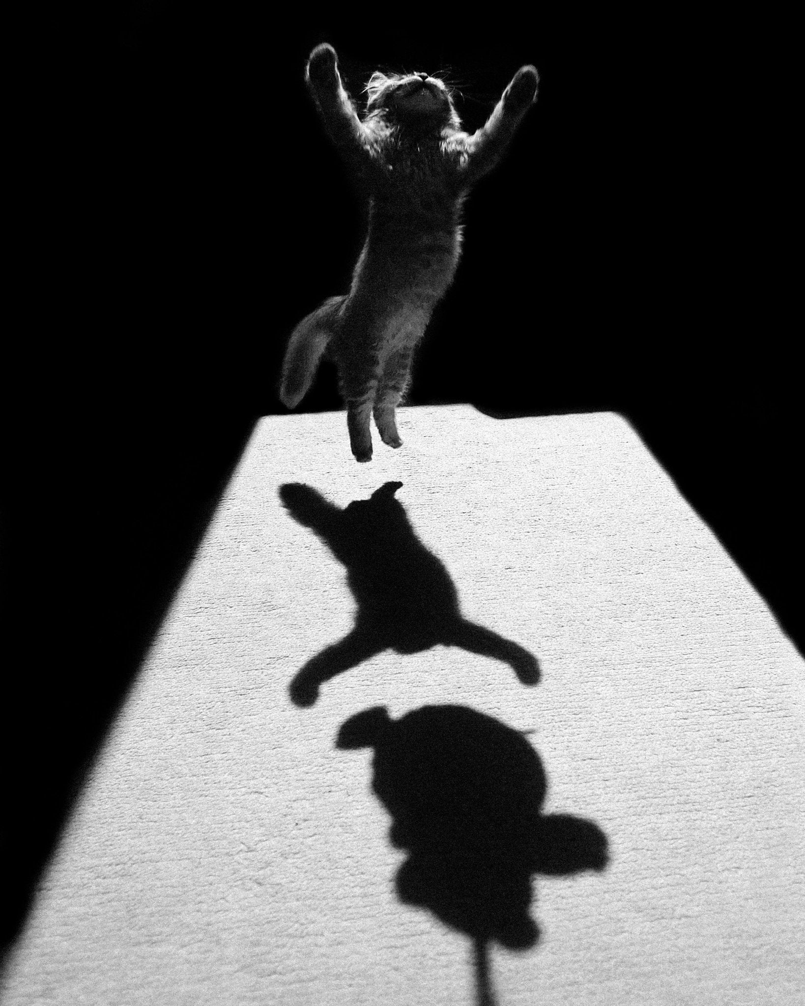 Shadow Dancer