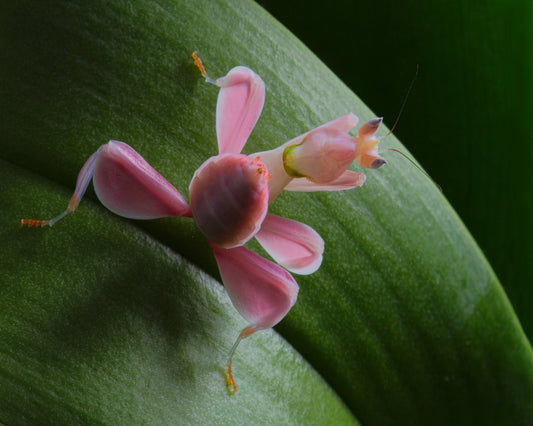 Flower Power