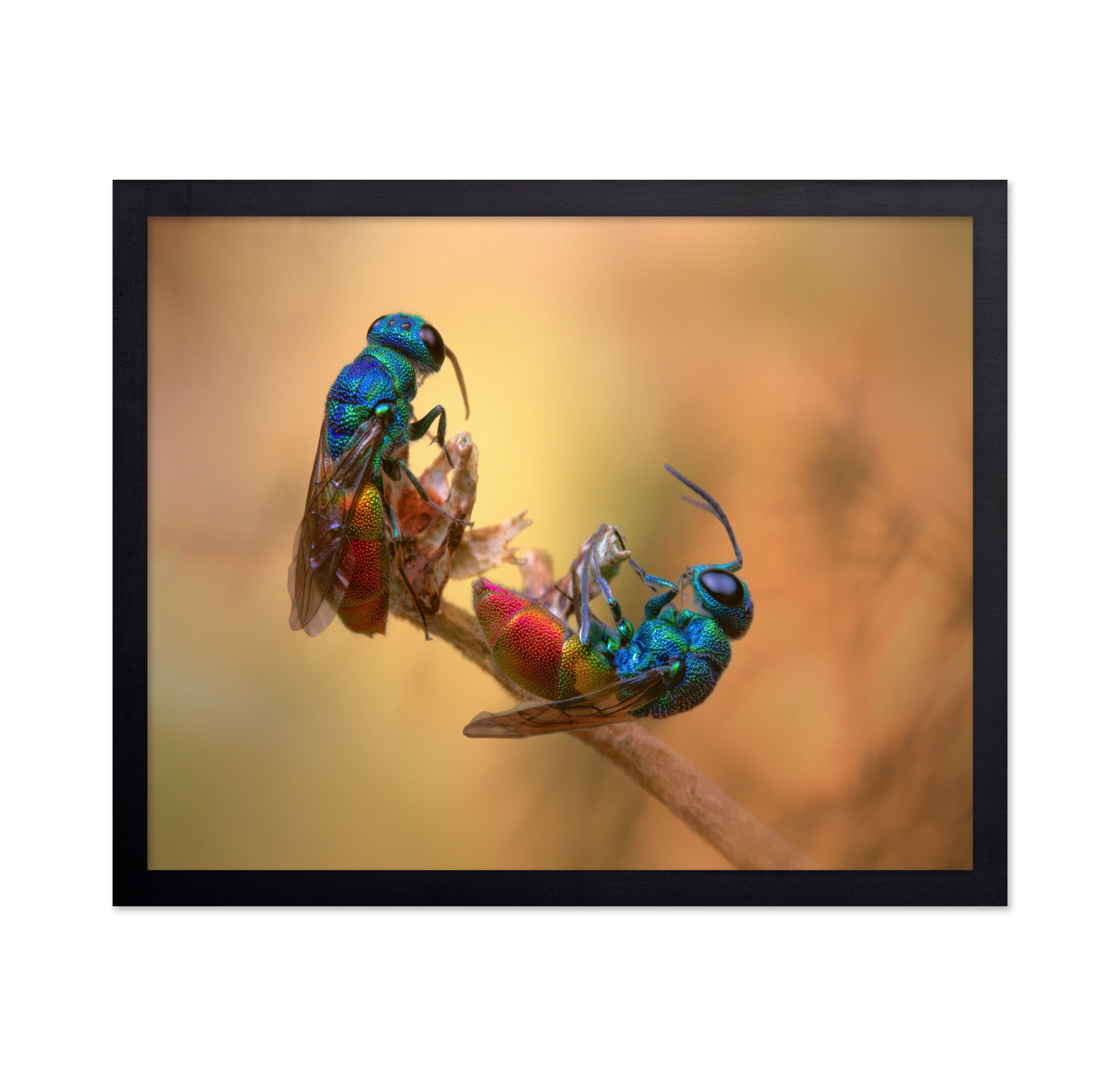 Jewel Wasps