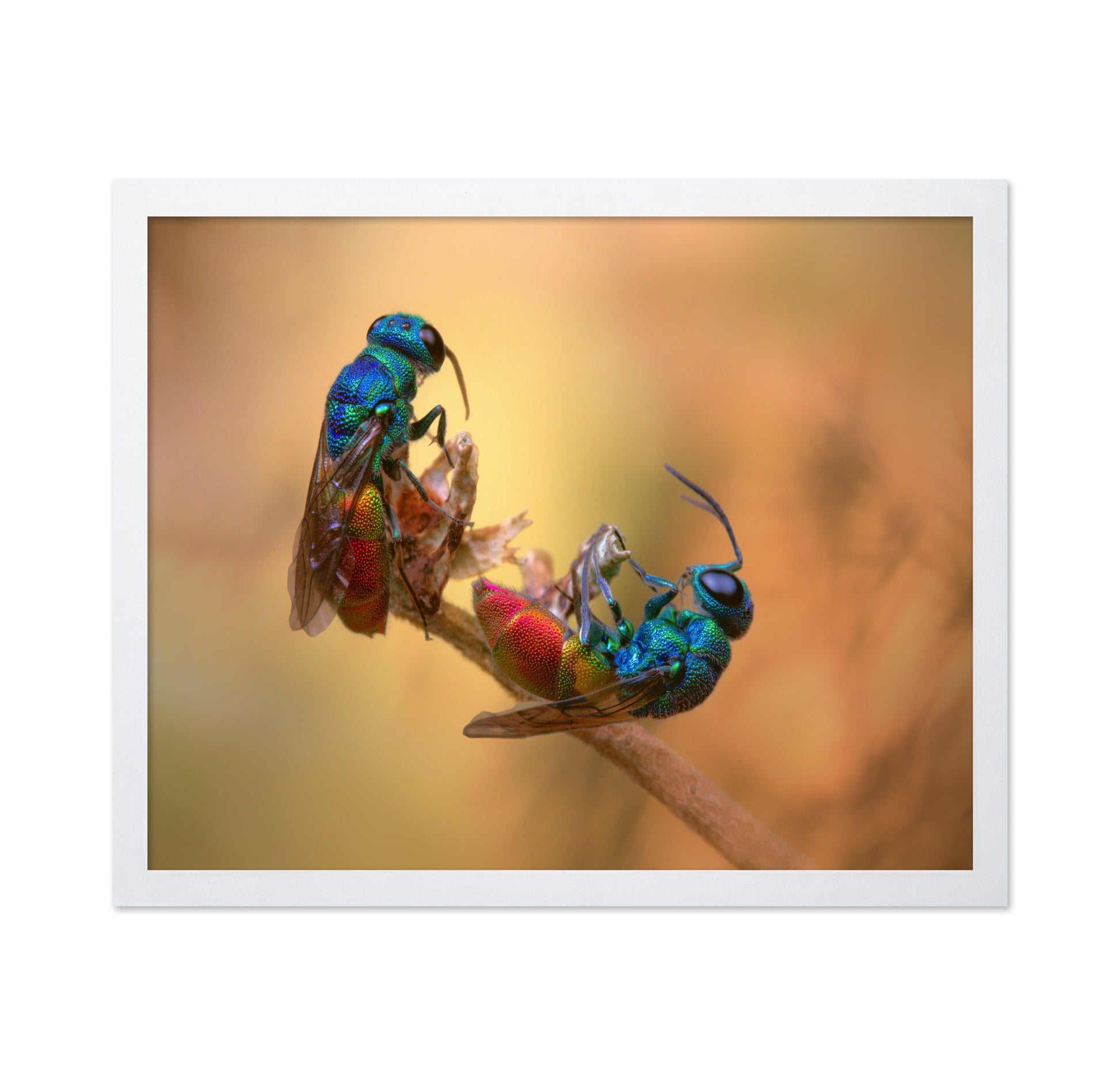 Jewel Wasps