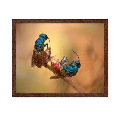Jewel Wasps
