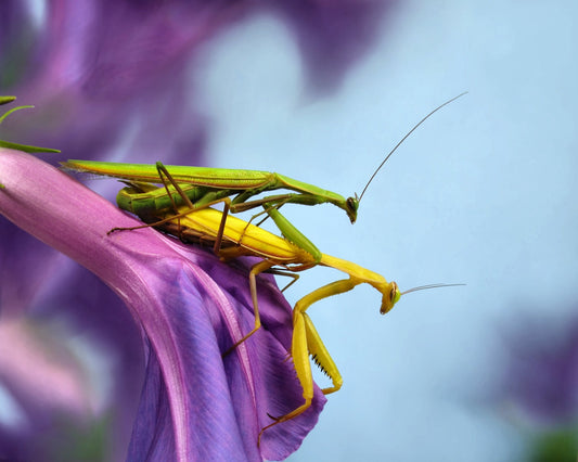 The Mating
