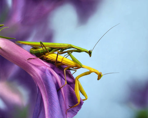 The Mating