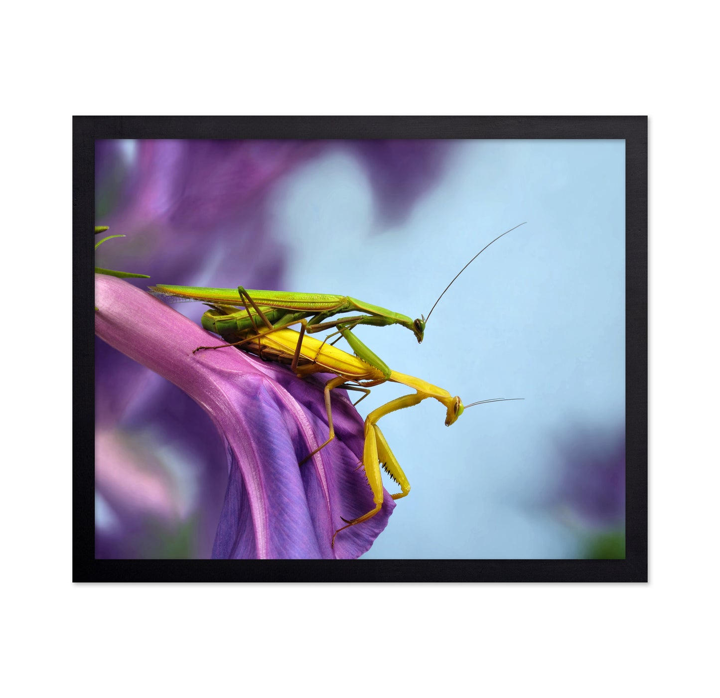 The Mating