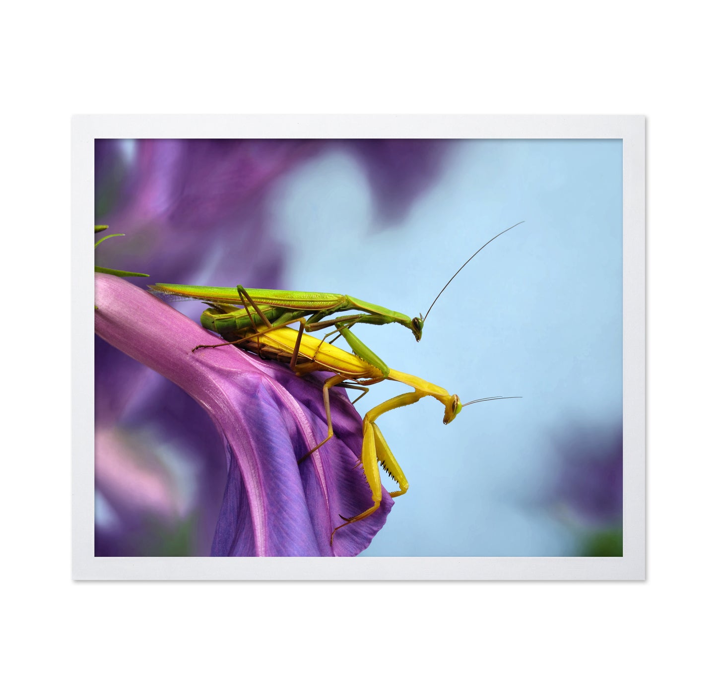 The Mating