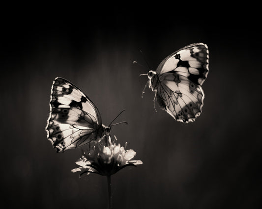 Marbled White Butterflies