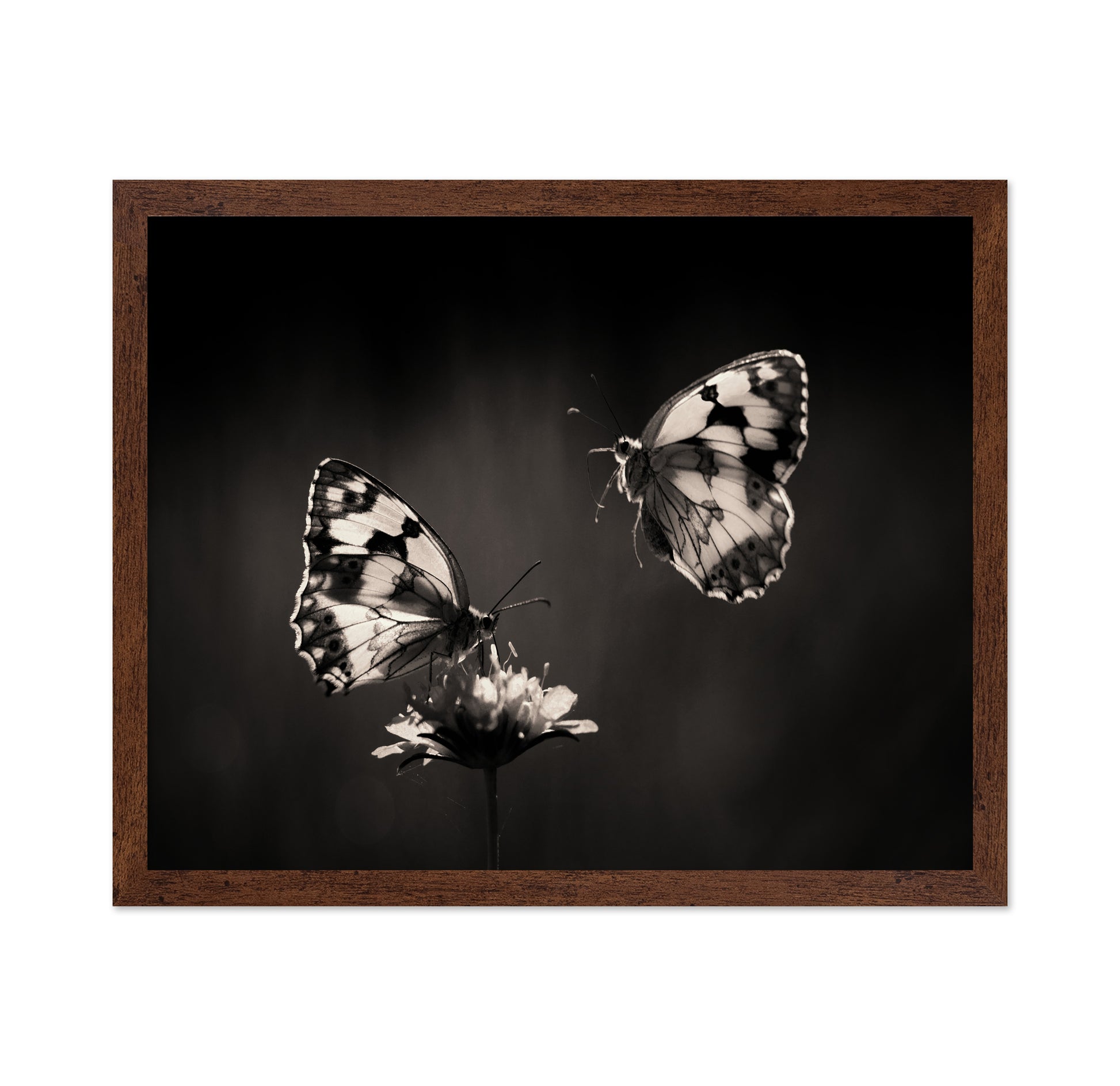 Marbled White Butterflies