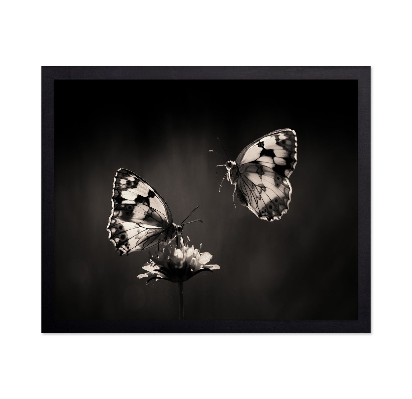 Marbled White Butterflies