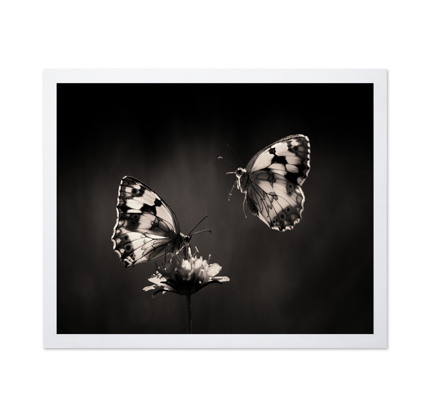 Marbled White Butterflies