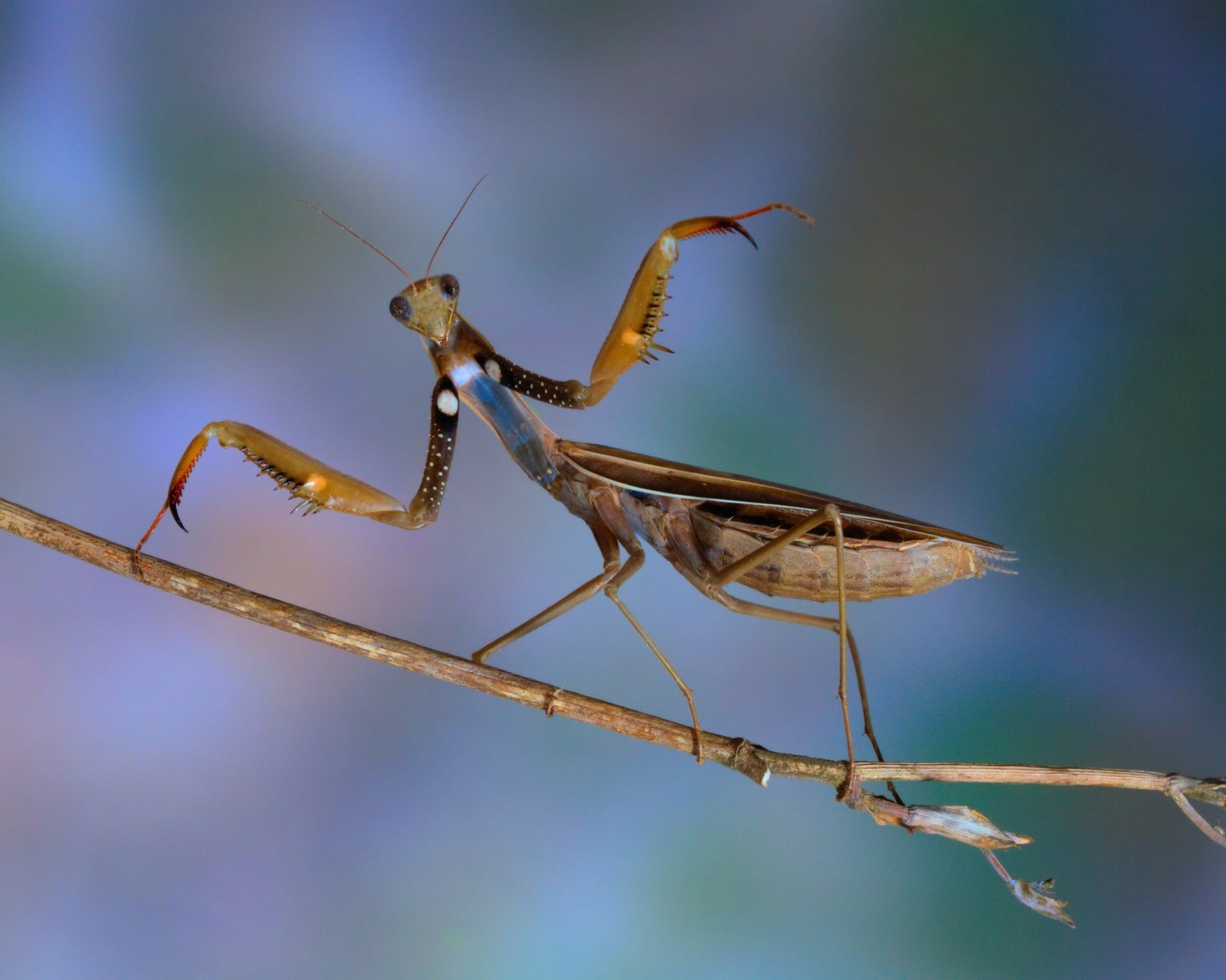 The Conductor