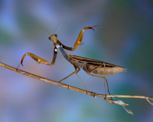 The Conductor