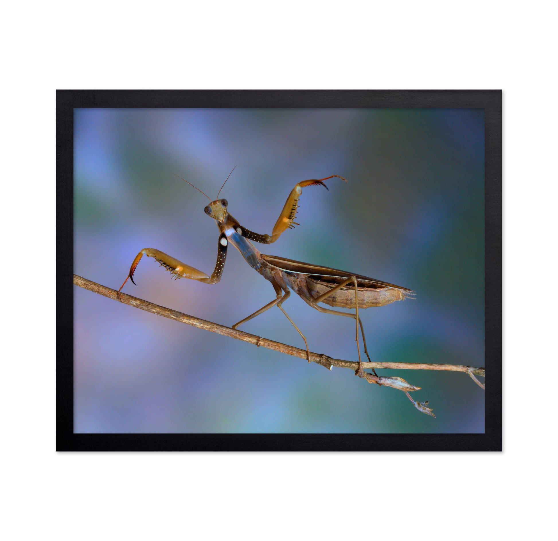 The Conductor