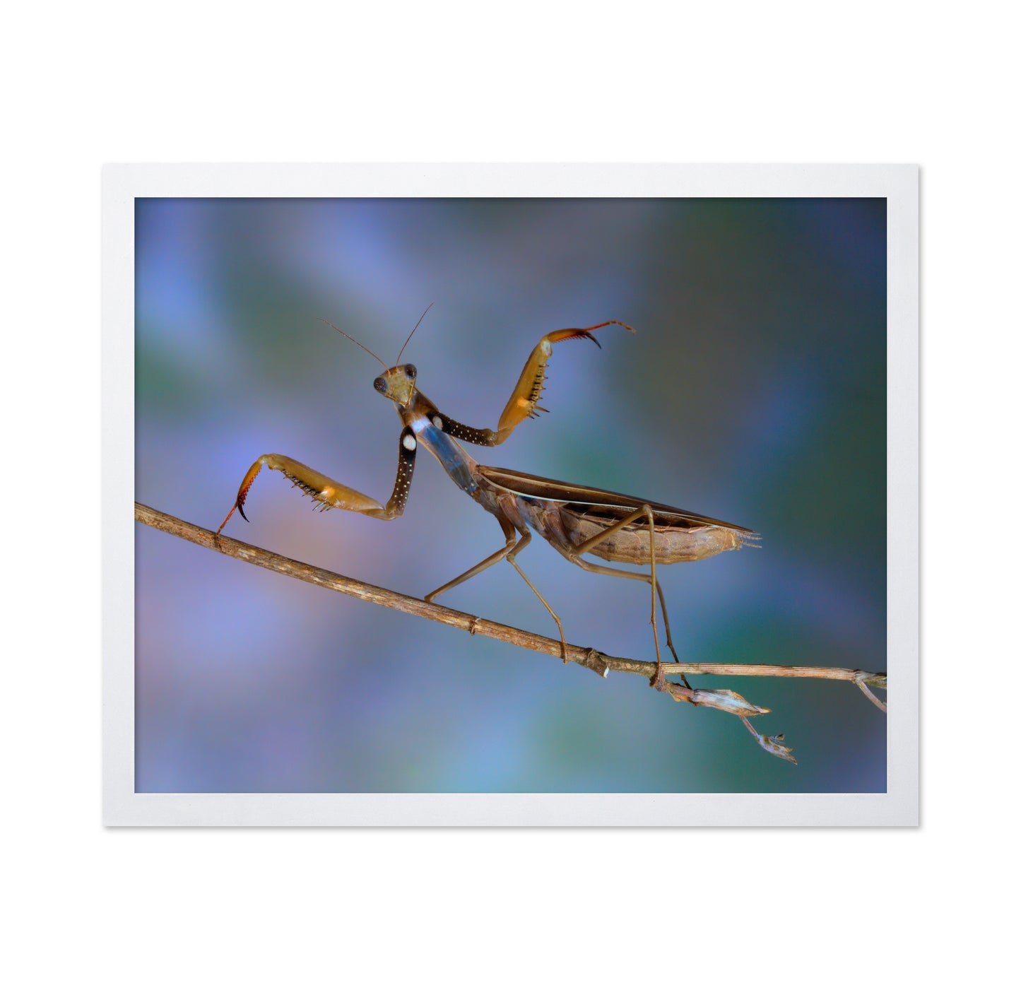 The Conductor