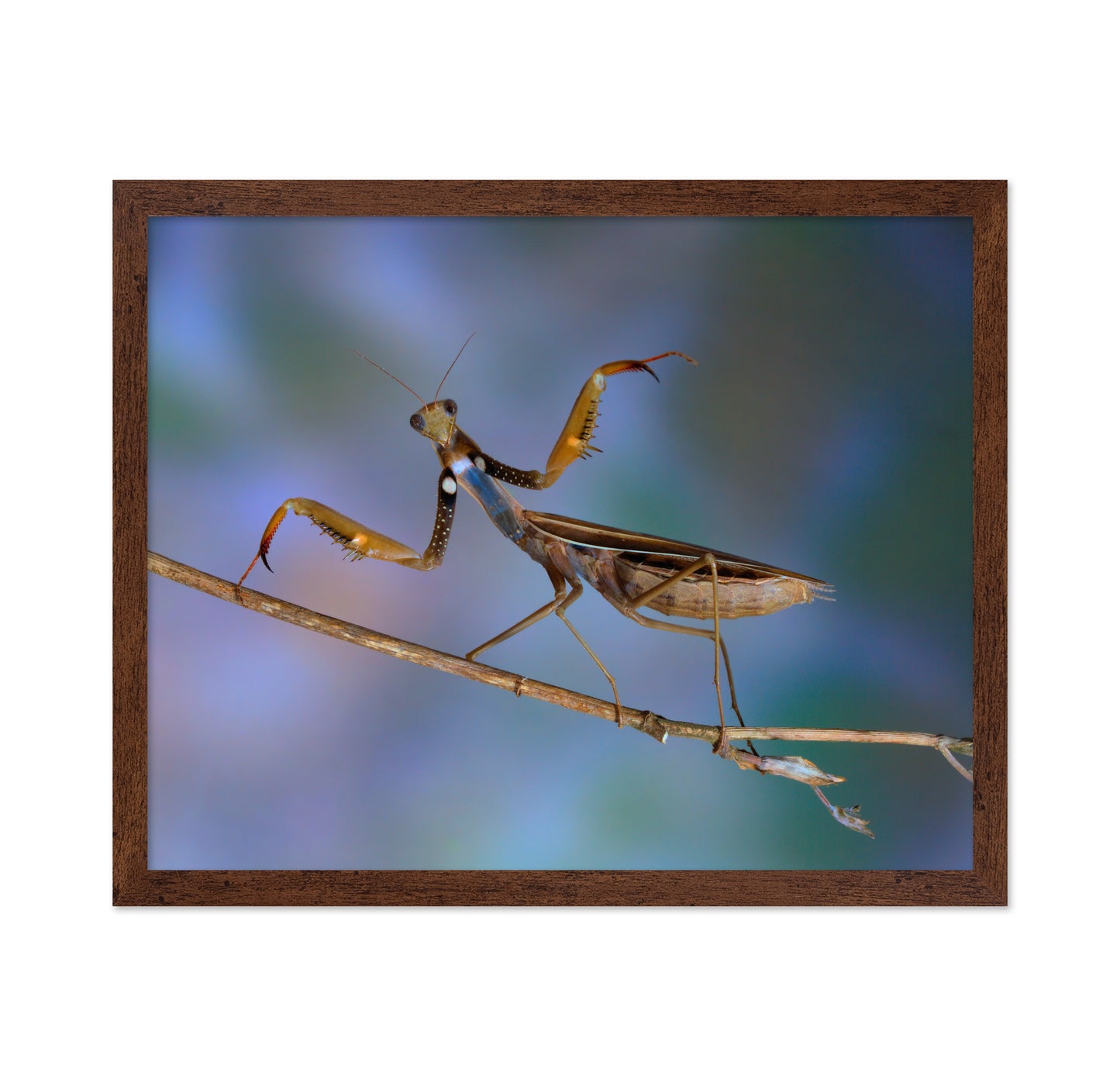 The Conductor