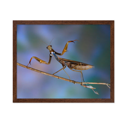 The Conductor