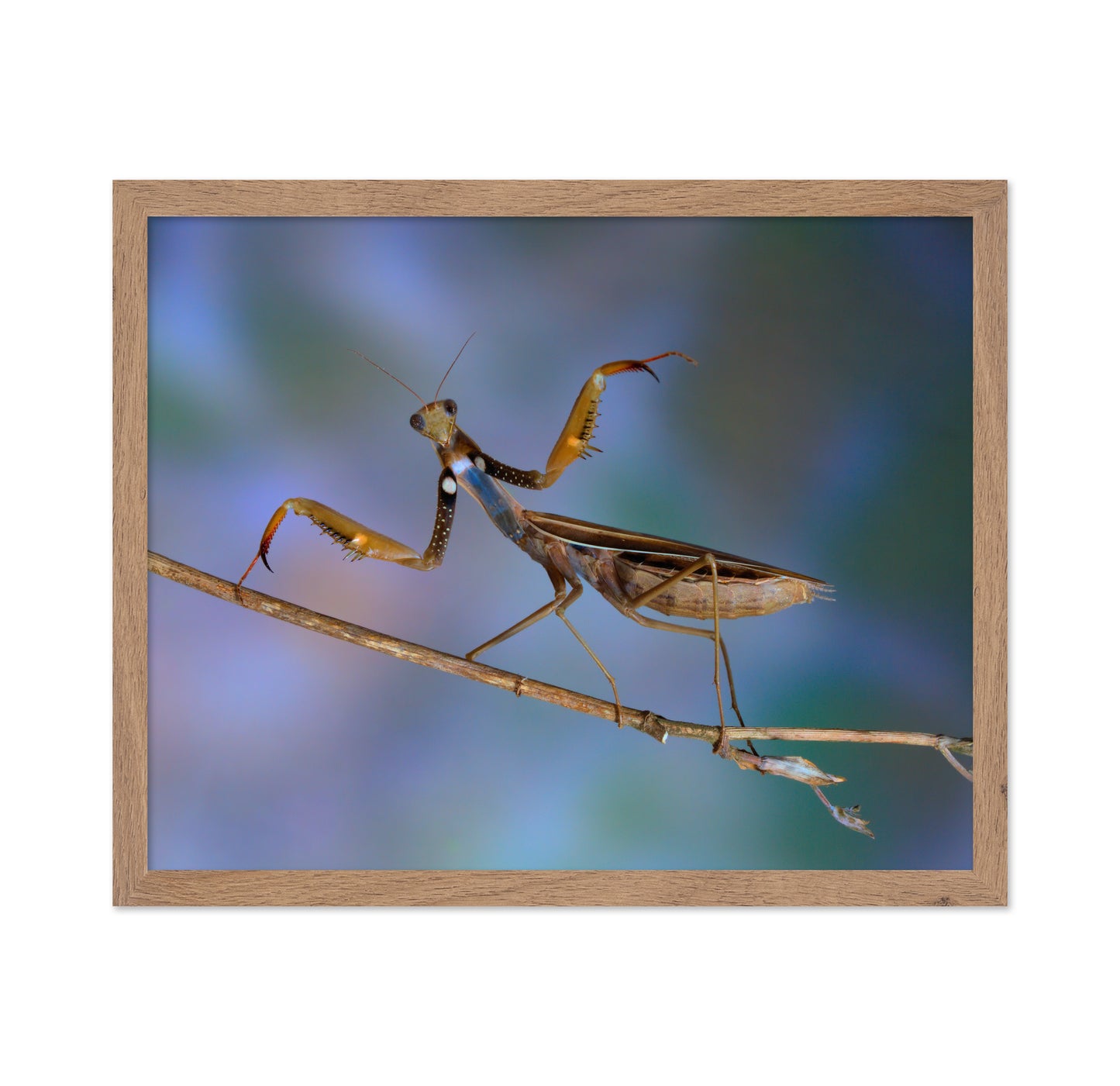 The Conductor