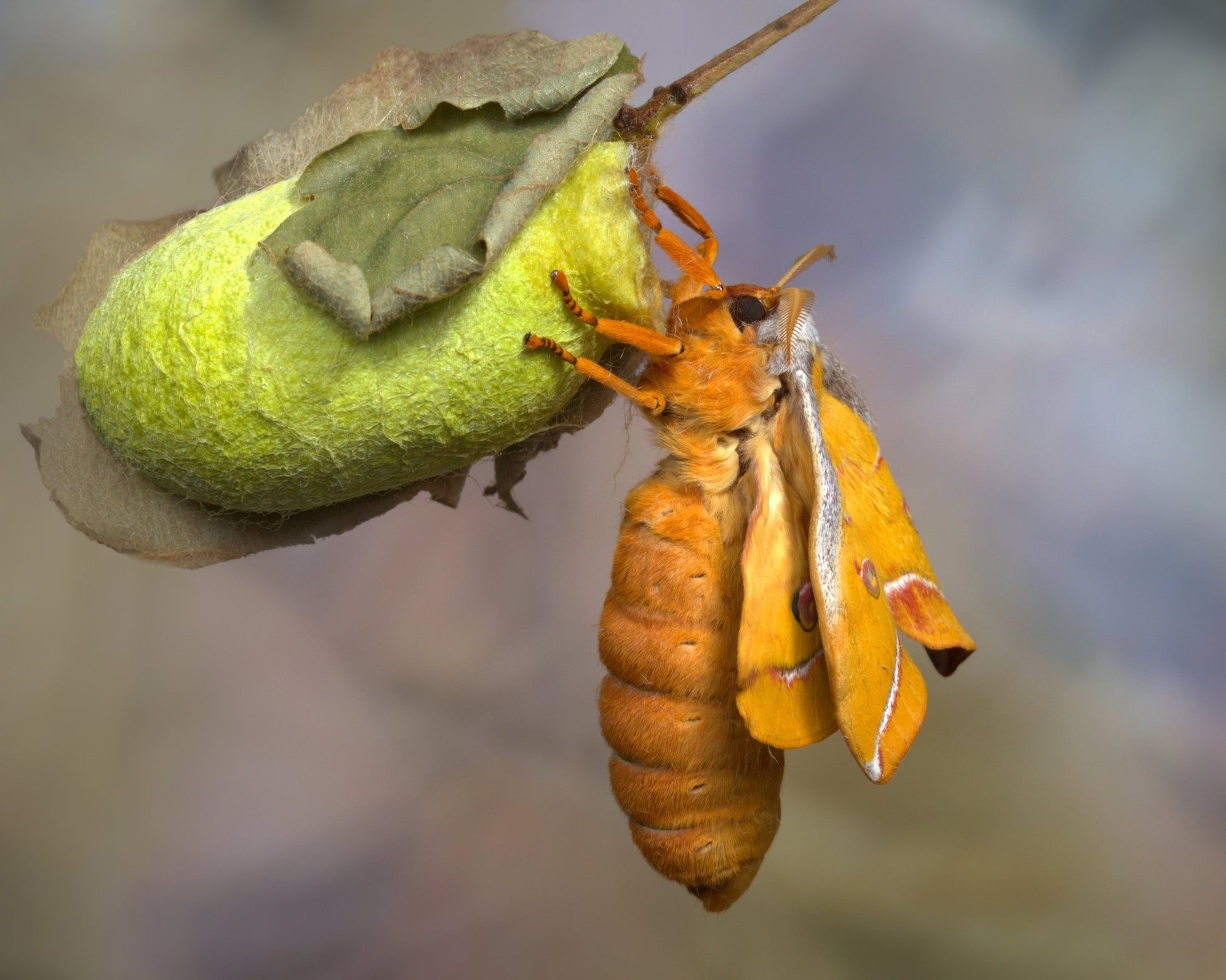 Eclosion