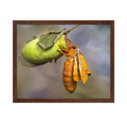 Eclosion