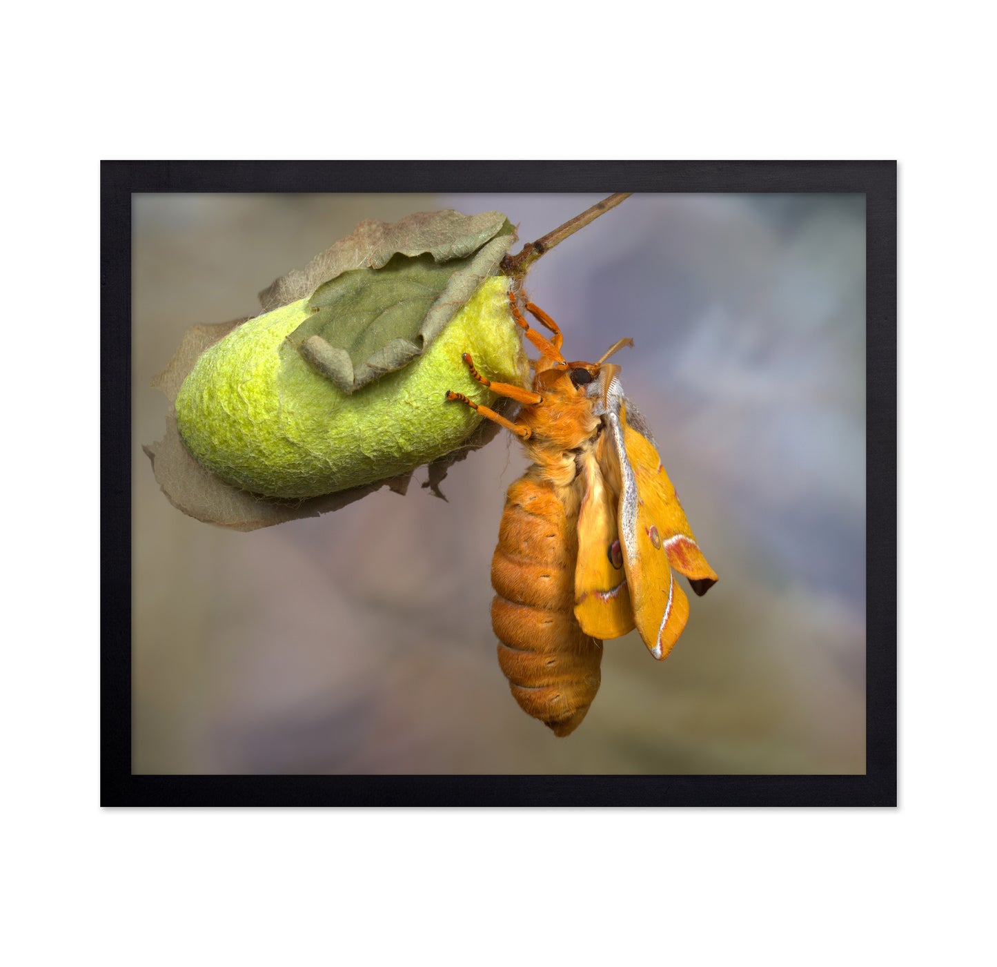 Eclosion