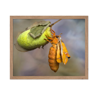 Eclosion
