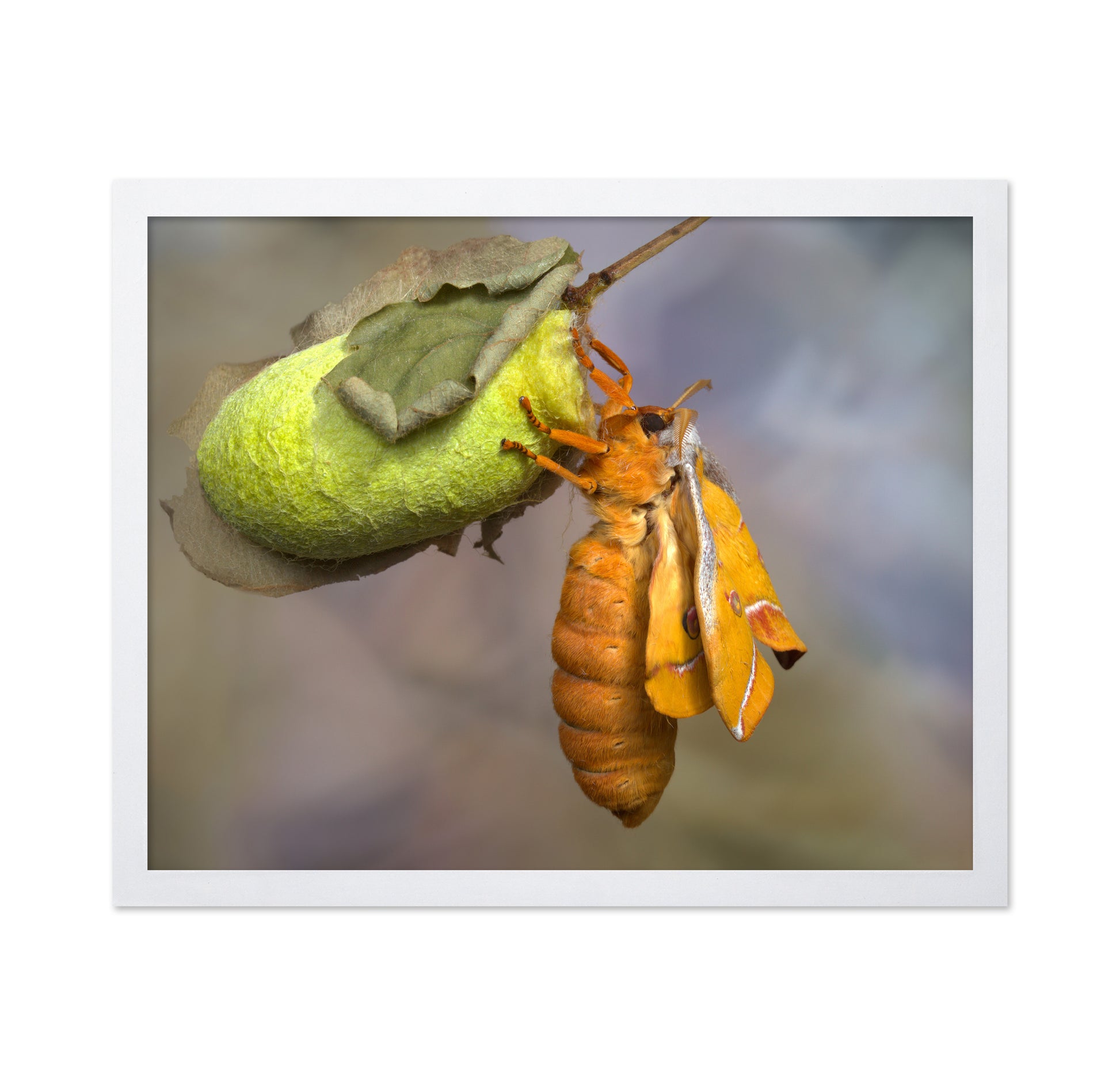 Eclosion