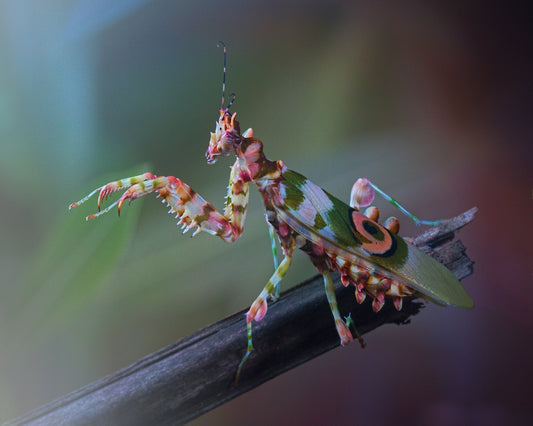 Spiny Flower Mantis No 1