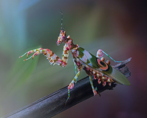 Spiny Flower Mantis No 1