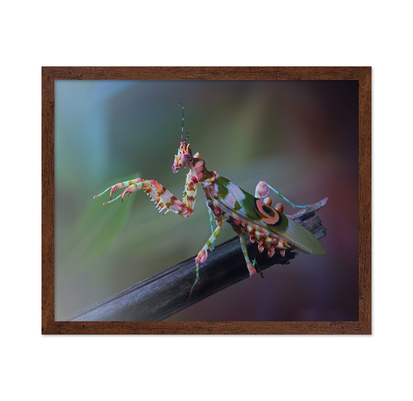 Spiny Flower Mantis No 1
