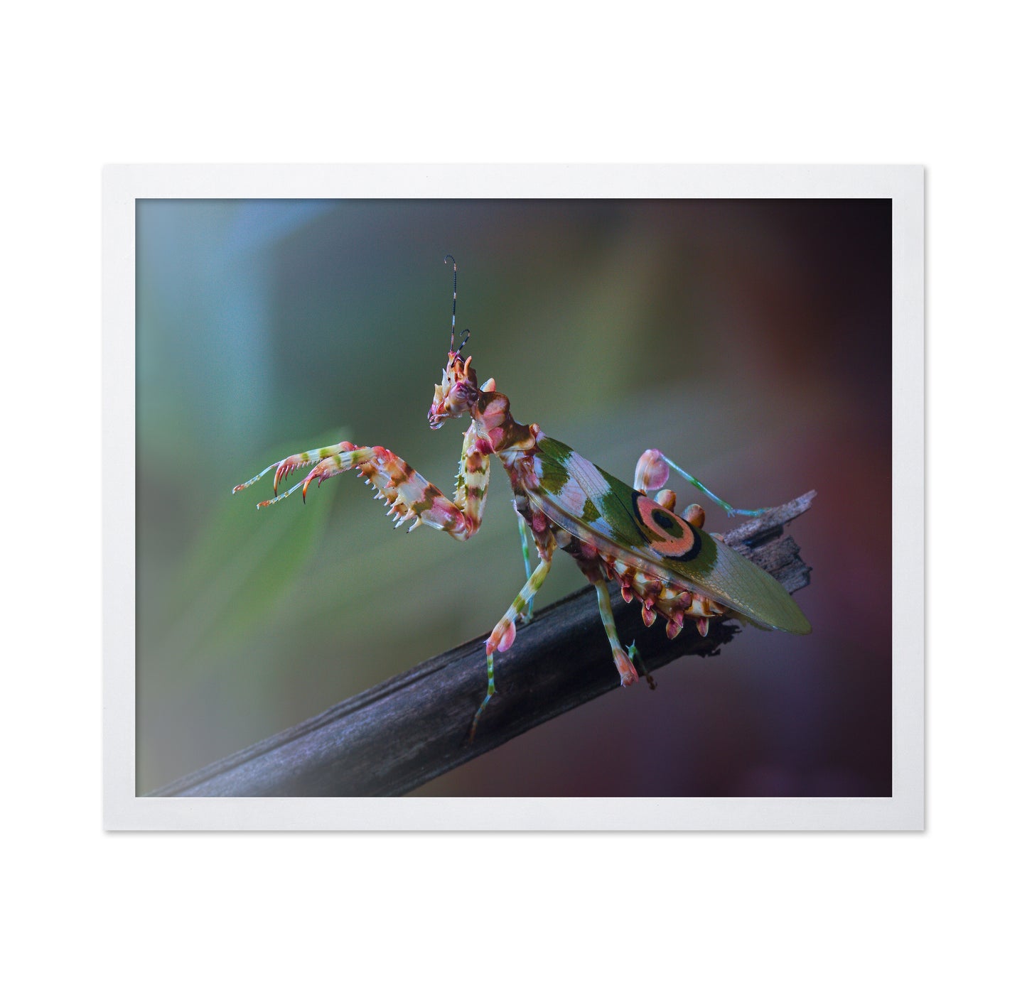Spiny Flower Mantis No 1