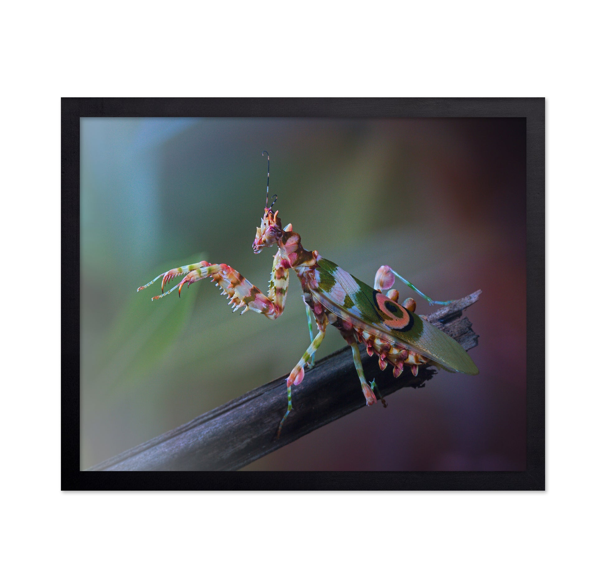 Spiny Flower Mantis No 1