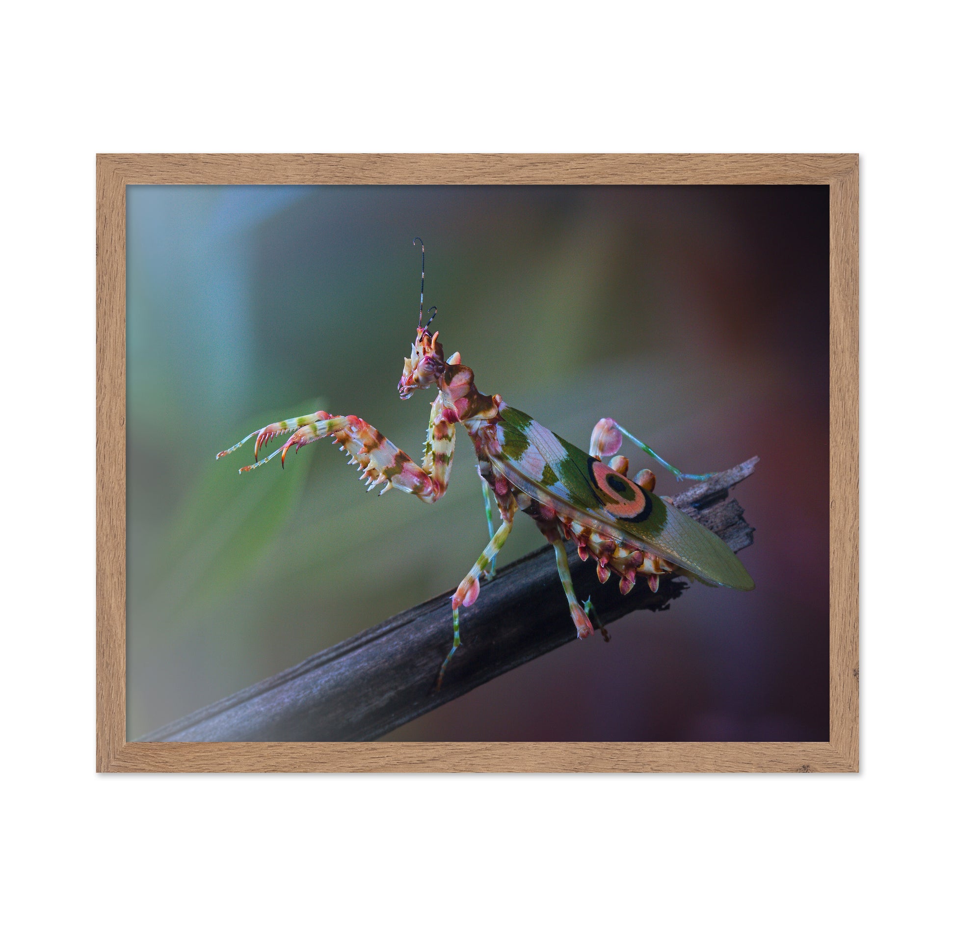 Spiny Flower Mantis No 1