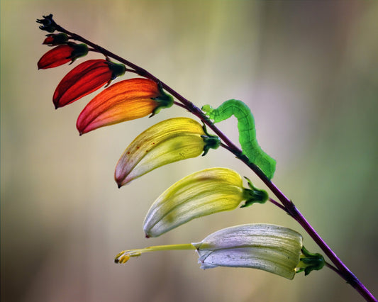 Caterpillar