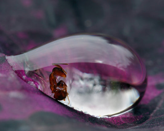 Caught In A Droplet
