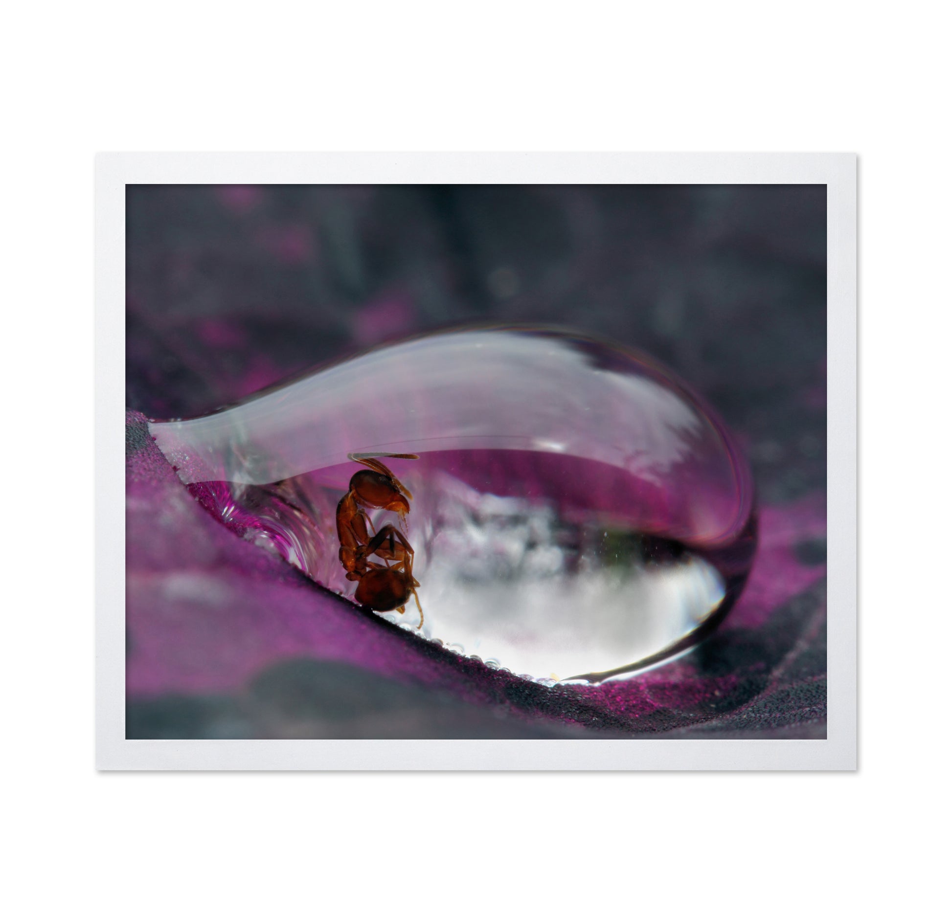 Caught In A Droplet